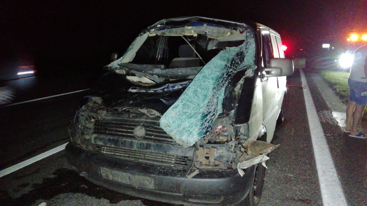 В Борисовском районе Volkswagen столкнулся с лосем. Водитель госпитализирован 2 Volkswagen после сталкновения с лосем. Фото: VBORiSOVE.BY