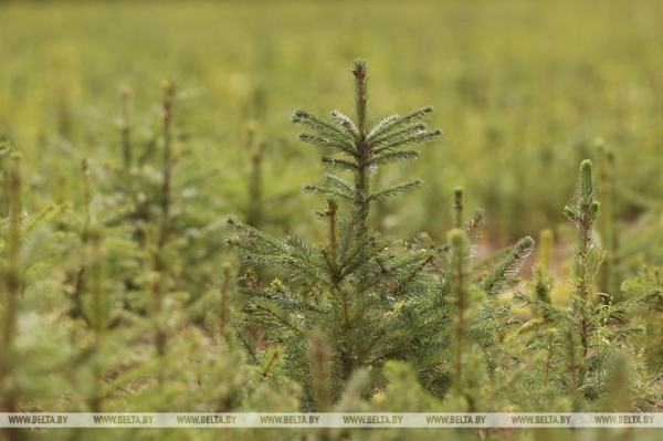 ФОТОФАКТ: Борисовский опытный лесхоз обеспечивает потребности района в посадочном материале для лесовосстановительных работ ФОТОФАКТ: Борисовский опытный лесхоз обеспечивает потребности района в посадочном материале для лесовосстановительных работ