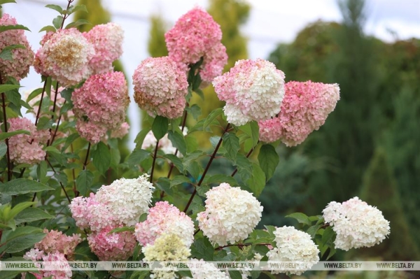 ФОТОФАКТ: Борисовский опытный лесхоз обеспечивает потребности района в посадочном материале для лесовосстановительных работ ФОТОФАКТ: Борисовский опытный лесхоз обеспечивает потребности района в посадочном материале для лесовосстановительных работ