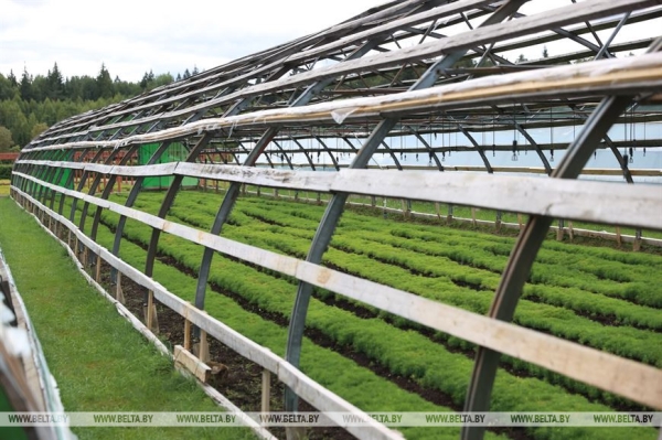 ФОТОФАКТ: Борисовский опытный лесхоз обеспечивает потребности района в посадочном материале для лесовосстановительных работ ФОТОФАКТ: Борисовский опытный лесхоз обеспечивает потребности района в посадочном материале для лесовосстановительных работ