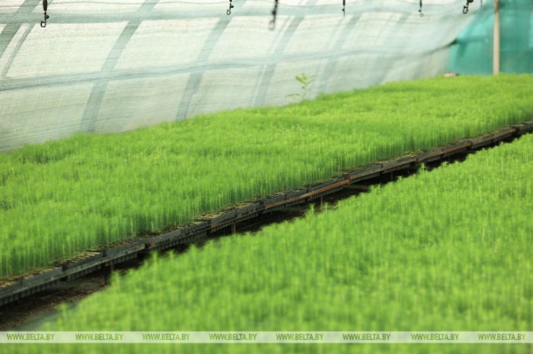 ФОТОФАКТ: Борисовский опытный лесхоз обеспечивает потребности района в посадочном материале для лесовосстановительных работ ФОТОФАКТ: Борисовский опытный лесхоз обеспечивает потребности района в посадочном материале для лесовосстановительных работ