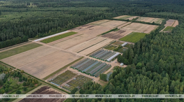ФОТОФАКТ: Борисовский опытный лесхоз обеспечивает потребности района в посадочном материале для лесовосстановительных работ ФОТОФАКТ: Борисовский опытный лесхоз обеспечивает потребности района в посадочном материале для лесовосстановительных работ
