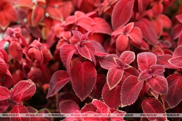 ФОТОФАКТ: Борисовский опытный лесхоз обеспечивает потребности района в посадочном материале для лесовосстановительных работ ФОТОФАКТ: Борисовский опытный лесхоз обеспечивает потребности района в посадочном материале для лесовосстановительных работ