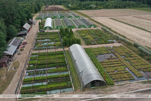 ФОТОФАКТ: Борисовский опытный лесхоз обеспечивает потребности района в посадочном материале для лесовосстановительных работ ФОТОФАКТ: Борисовский опытный лесхоз обеспечивает потребности района в посадочном материале для лесовосстановительных работ