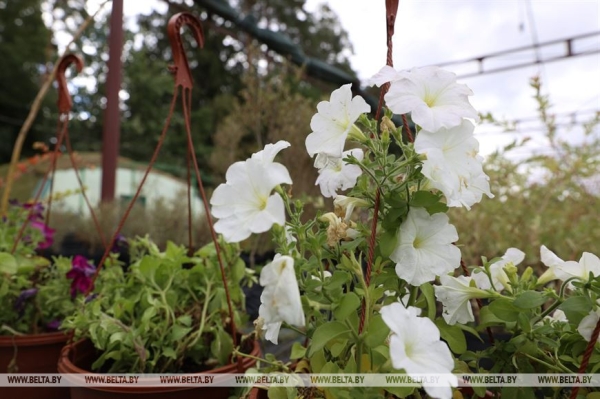 ФОТОФАКТ: Борисовский опытный лесхоз обеспечивает потребности района в посадочном материале для лесовосстановительных работ ФОТОФАКТ: Борисовский опытный лесхоз обеспечивает потребности района в посадочном материале для лесовосстановительных работ