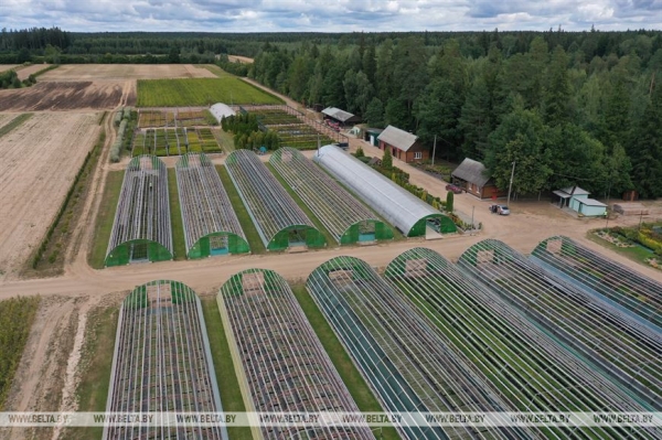 ФОТОФАКТ: Борисовский опытный лесхоз обеспечивает потребности района в посадочном материале для лесовосстановительных работ ФОТОФАКТ: Борисовский опытный лесхоз обеспечивает потребности района в посадочном материале для лесовосстановительных работ