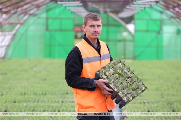 ФОТОФАКТ: Борисовский опытный лесхоз обеспечивает потребности района в посадочном материале для лесовосстановительных работ ФОТОФАКТ: Борисовский опытный лесхоз обеспечивает потребности района в посадочном материале для лесовосстановительных работ