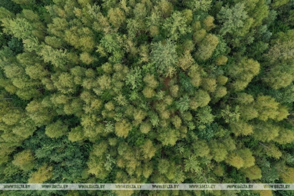 ФОТОФАКТ: Борисовский опытный лесхоз обеспечивает потребности района в посадочном материале для лесовосстановительных работ ФОТОФАКТ: Борисовский опытный лесхоз обеспечивает потребности района в посадочном материале для лесовосстановительных работ