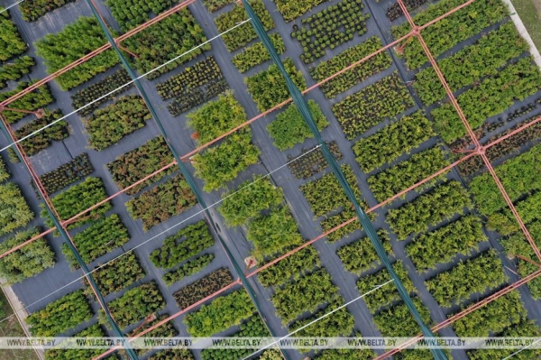 ФОТОФАКТ: Борисовский опытный лесхоз обеспечивает потребности района в посадочном материале для лесовосстановительных работ ФОТОФАКТ: Борисовский опытный лесхоз обеспечивает потребности района в посадочном материале для лесовосстановительных работ