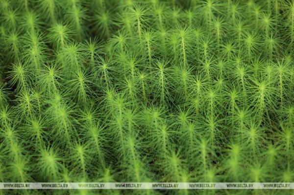 ФОТОФАКТ: Борисовский опытный лесхоз обеспечивает потребности района в посадочном материале для лесовосстановительных работ ФОТОФАКТ: Борисовский опытный лесхоз обеспечивает потребности района в посадочном материале для лесовосстановительных работ