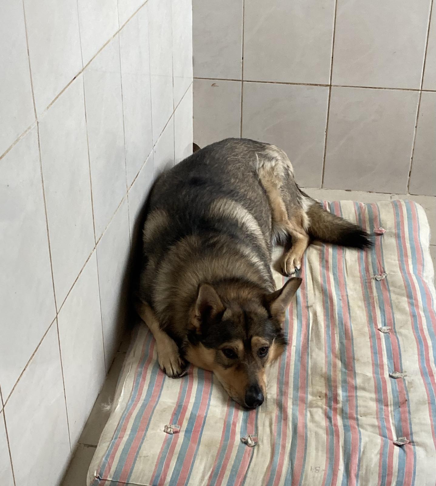 Как Витебский приют «Добрик» Новый год начал?