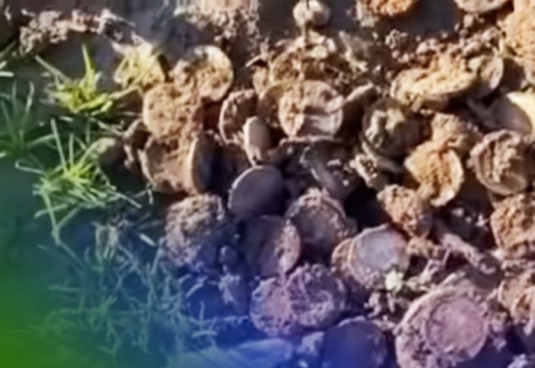 Мужчина откопал 700 золотых монет. Клад может стоить миллионы долларов