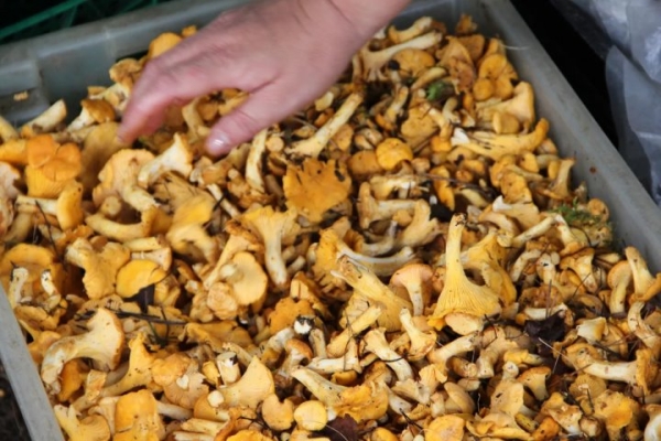 В четыре раза дороже: белорусские лисички появились в магазинах Германии В четыре раза дороже: белорусские лисички появились в магазинах Германии