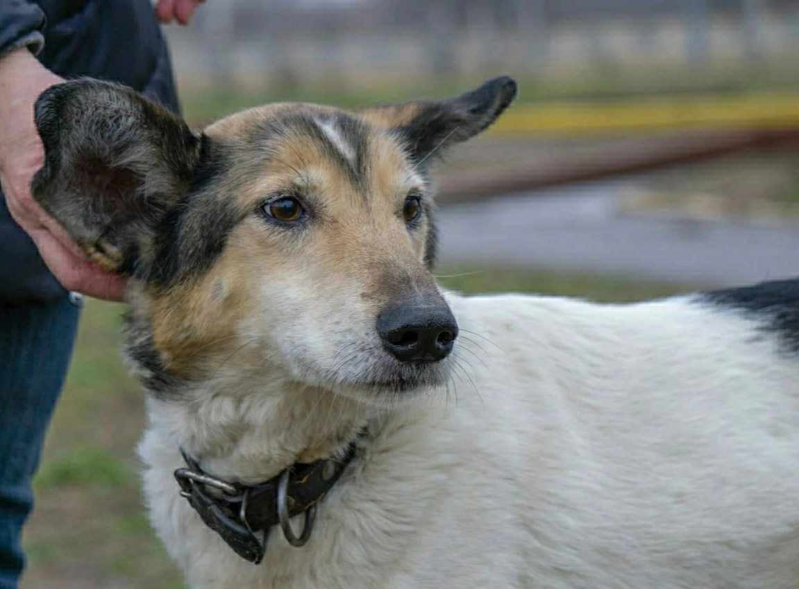 Витебскому приюту для животных &laquo;Добрик&raquo; &mdash; 12 лет