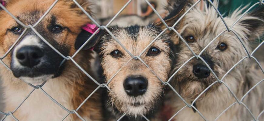 Витебскому приюту для животных &laquo;Добрик&raquo; &mdash; 12 лет