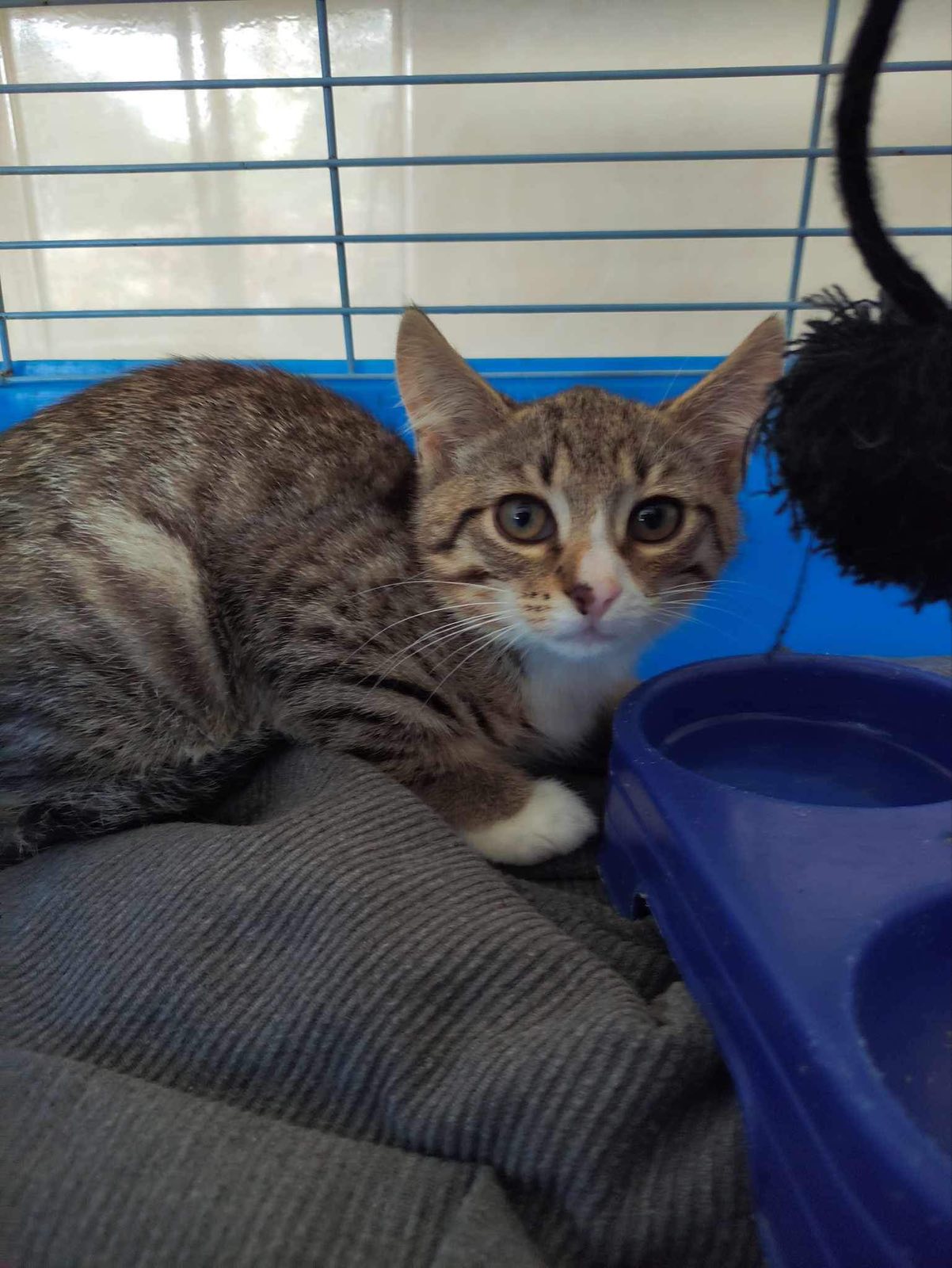 Витебскому приюту для животных &laquo;Добрик&raquo; &mdash; 12 лет