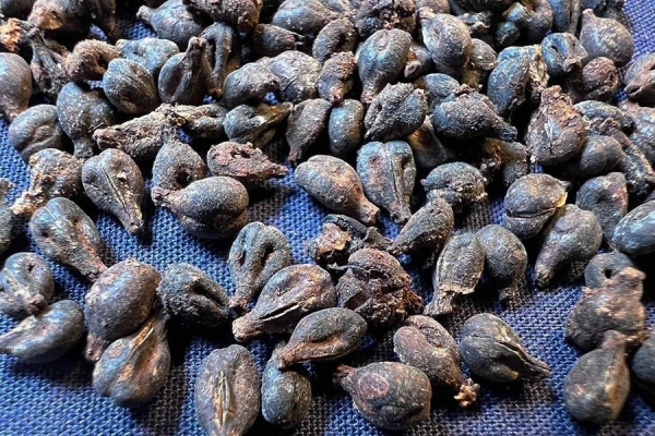 В Египте обнаружили кувшины с вином 5000-летней выдержки В Египте обнаружили кувшины с вином 5000-летней выдержки